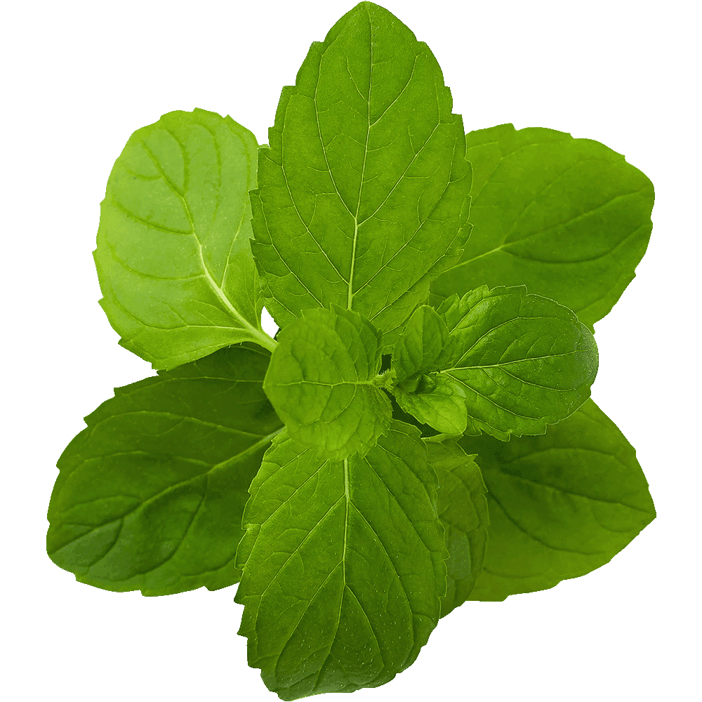 Lemon Balm